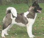 dama - Akita Inu (8 ans)