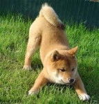 dingos - Akita Inu Mâle (8 ans)
