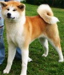 emy - Akita Inu (2 ans)
