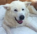 Chilli - Akita Inu (Autre)