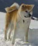 chow - Akita Inu (10 ans)