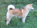 kinouk - Akita Inu Mâle (3 ans)