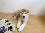 Shayna - Akita Inu (3 mois)
