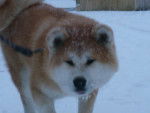Genshou - Akita Inu (2 ans)