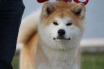 Isulia - Akita Inu (1 an)
