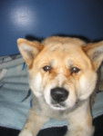kina - Akita Inu (4 ans)