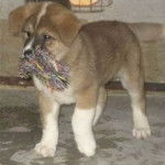 Simbad - Akita Inu Mâle (1 mois)