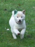 molly - Akita Inu (7 mois)