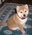 Kitty - Akita Inu (5 mois)