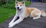hatchy - Akita Inu Mâle (3 ans)