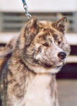 Akita - Akita Inu
