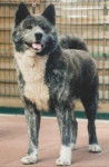 Akita - Akita Inu