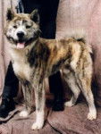 Akita - Akita Inu