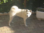 elka - Akita Inu (1 an)
