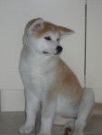 akita inu "SUKI" - Akita Inu