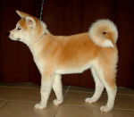 Suki - Akita Inu - Akita Inu