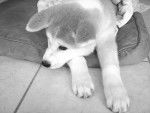 Suki - akita inu - Akita Inu