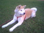 Suki - akita inu - Akita Inu