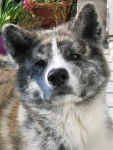 AKITA INU SANJI - Akita Inu
