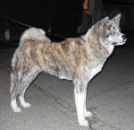 AKITA INU SANJI - Akita Inu