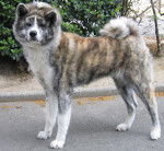 AKITA INU SANJI - Akita Inu