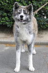 AKITA INU SANJI - Akita Inu