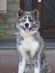 AKITA INU SANJI - Akita Inu