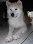 suki - akita inu - Akita Inu