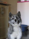 akita inu - Akita Inu