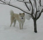 Akita Inu - Akita Inu