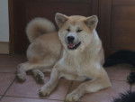 akia, akita inu - Akita Inu