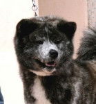 Akita Inu - B'Megumi of Neko-Ken - Akita Inu