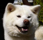 Akita Inu - V'Eien-Yuki of Neko-Ken - Akita Inu