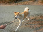 akita inu eros - Akita Inu