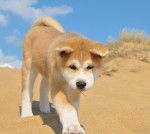 Akita Inu Fidjie - Akita Inu