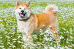 Un Akita Inu se promène dans un champ de fleurs