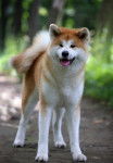 Photo Akita Inu