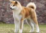 Un Akita Inu en position statique sur du gazon