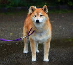 Photo Akita Inu
