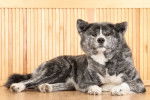 Un Akita Inu gris et blanc allongé sur le parquet