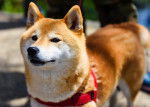 Un Akita Inu qui porte un harnais rouge