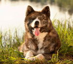 Photo Akita Inu