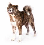 Photo Akita Inu