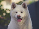Un Akita Inu blanc