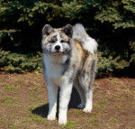 Photo Akita Inu