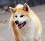Photo Akita Inu