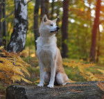 Photo Akita Inu