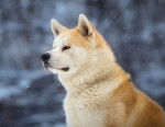 Vue de profil d'un Akita Inu