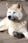 Photo Akita Inu