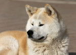 Vue proche d'un Akita beige et blanc